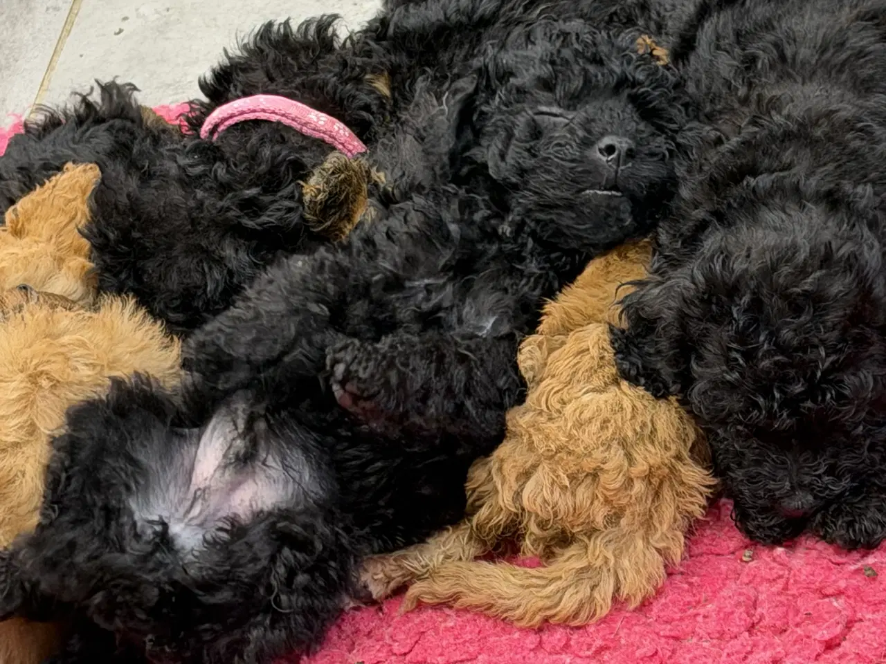 Billede 5 - Cavapoo hvalpe 