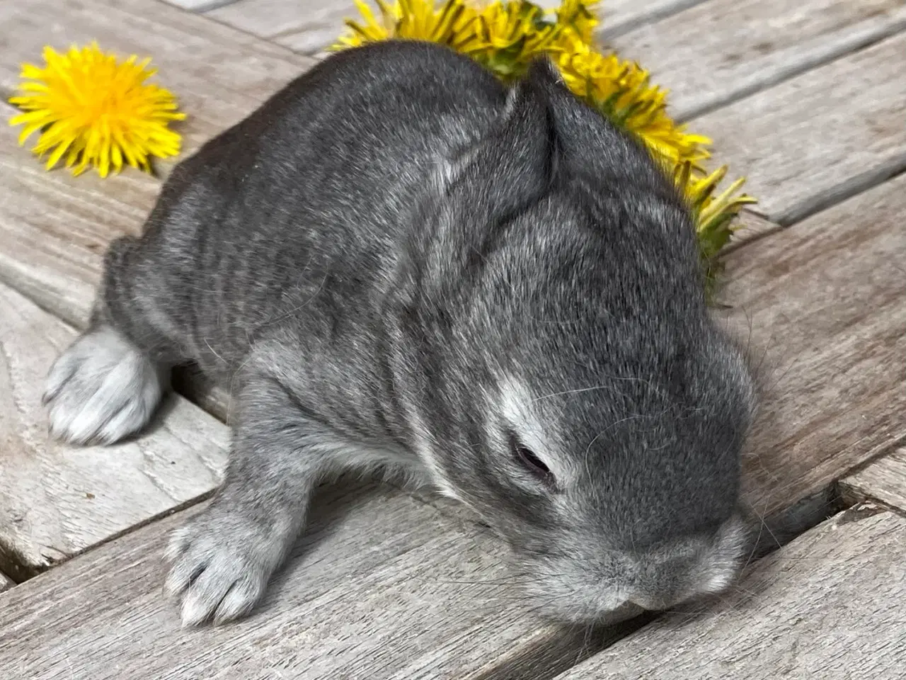 Billede 3 - FRANSK VÆDDER HAN CHINCHILLA