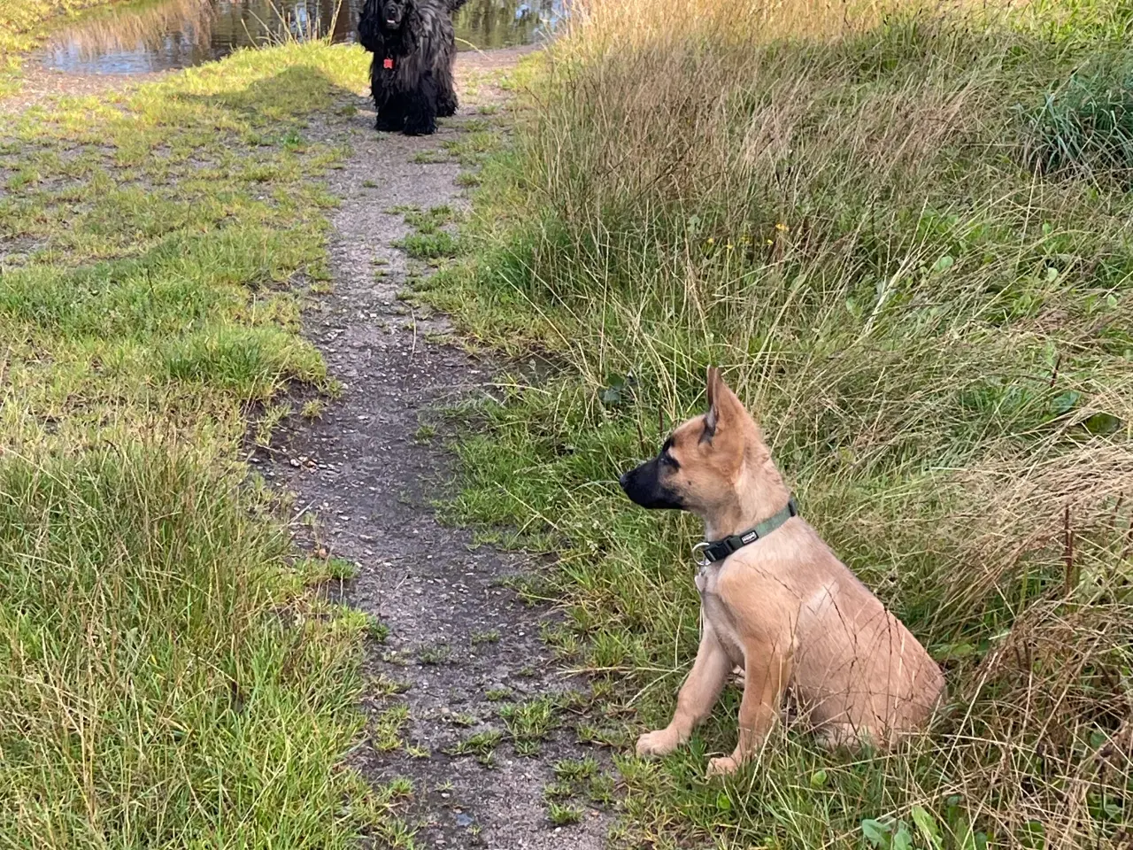 Billede 3 - schæfer/malinois hvalp