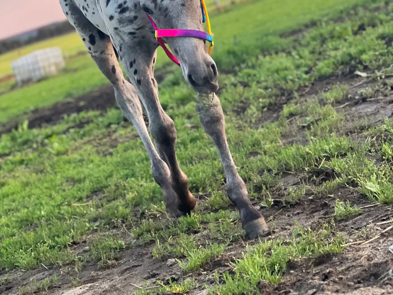 Billede 1 - Smuk Knabstrup blanding 🩵