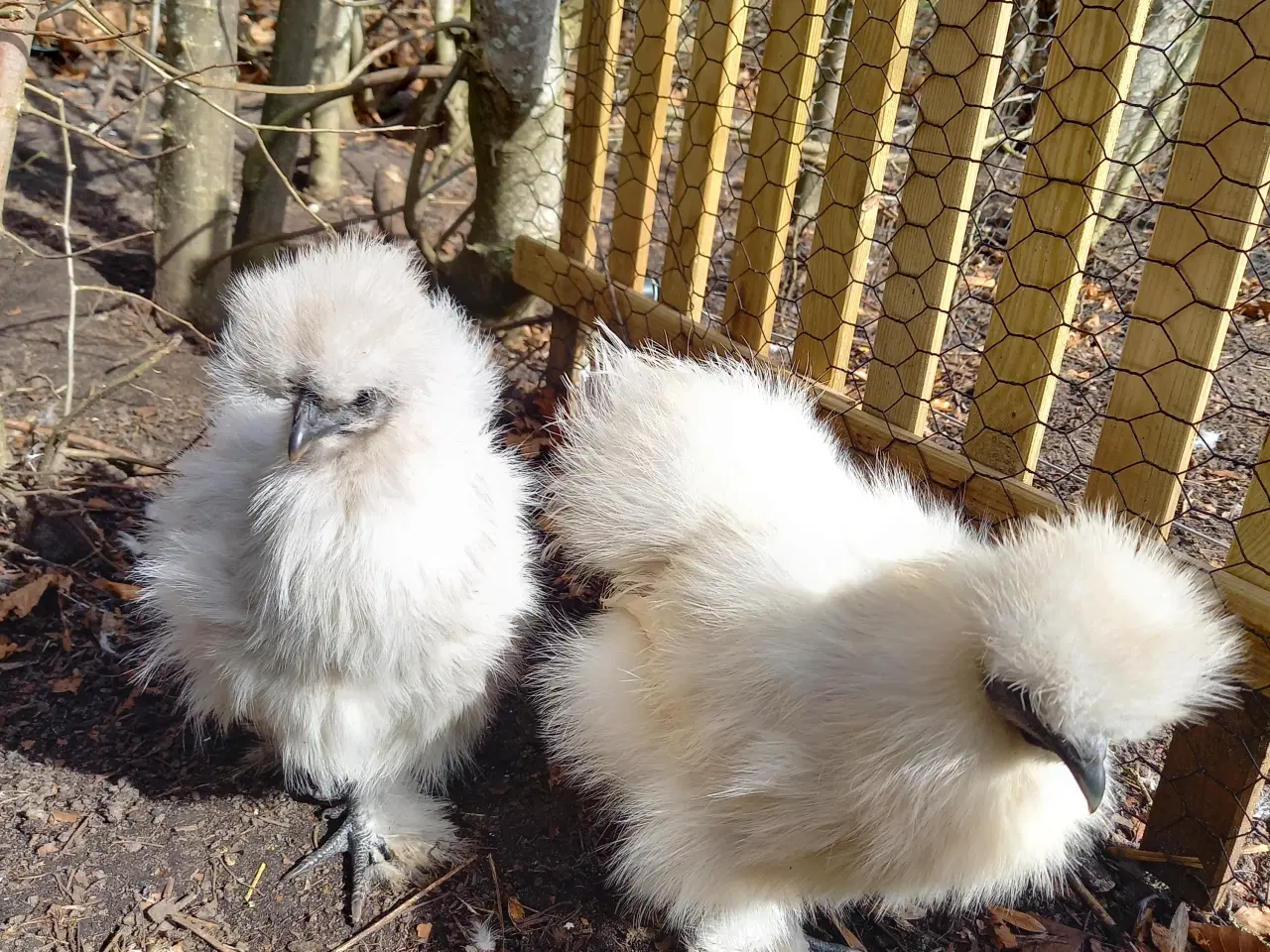 Billede 2 - 2 mellem str silkehøner