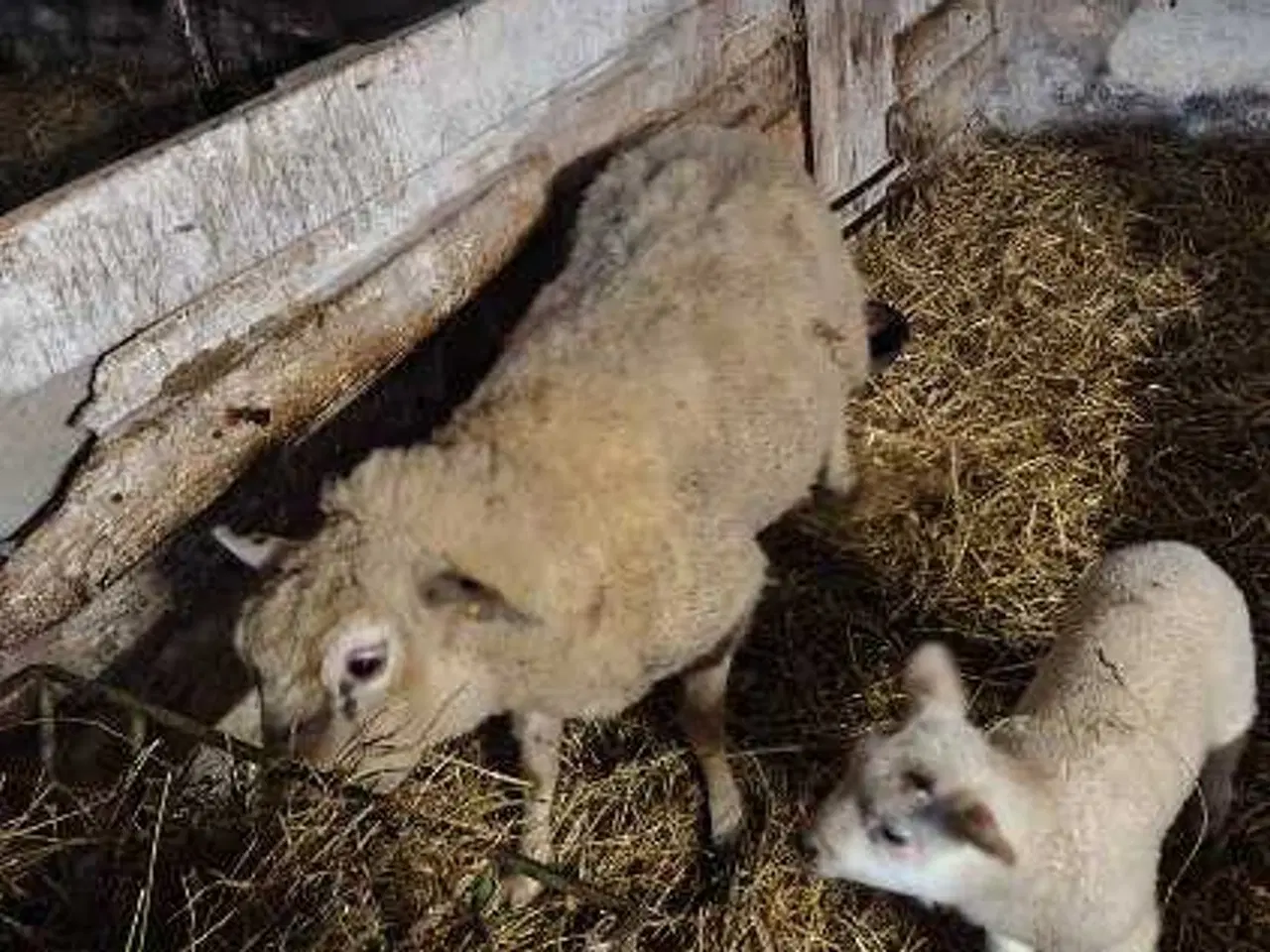 Billede 1 - Får med et vædder lam