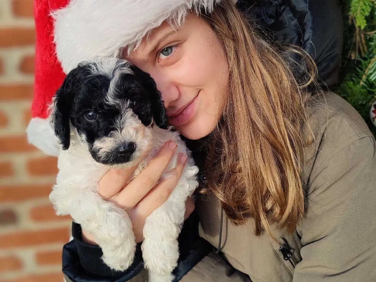 Billede 5 - Skønne cavapoo 1b julehvalpe