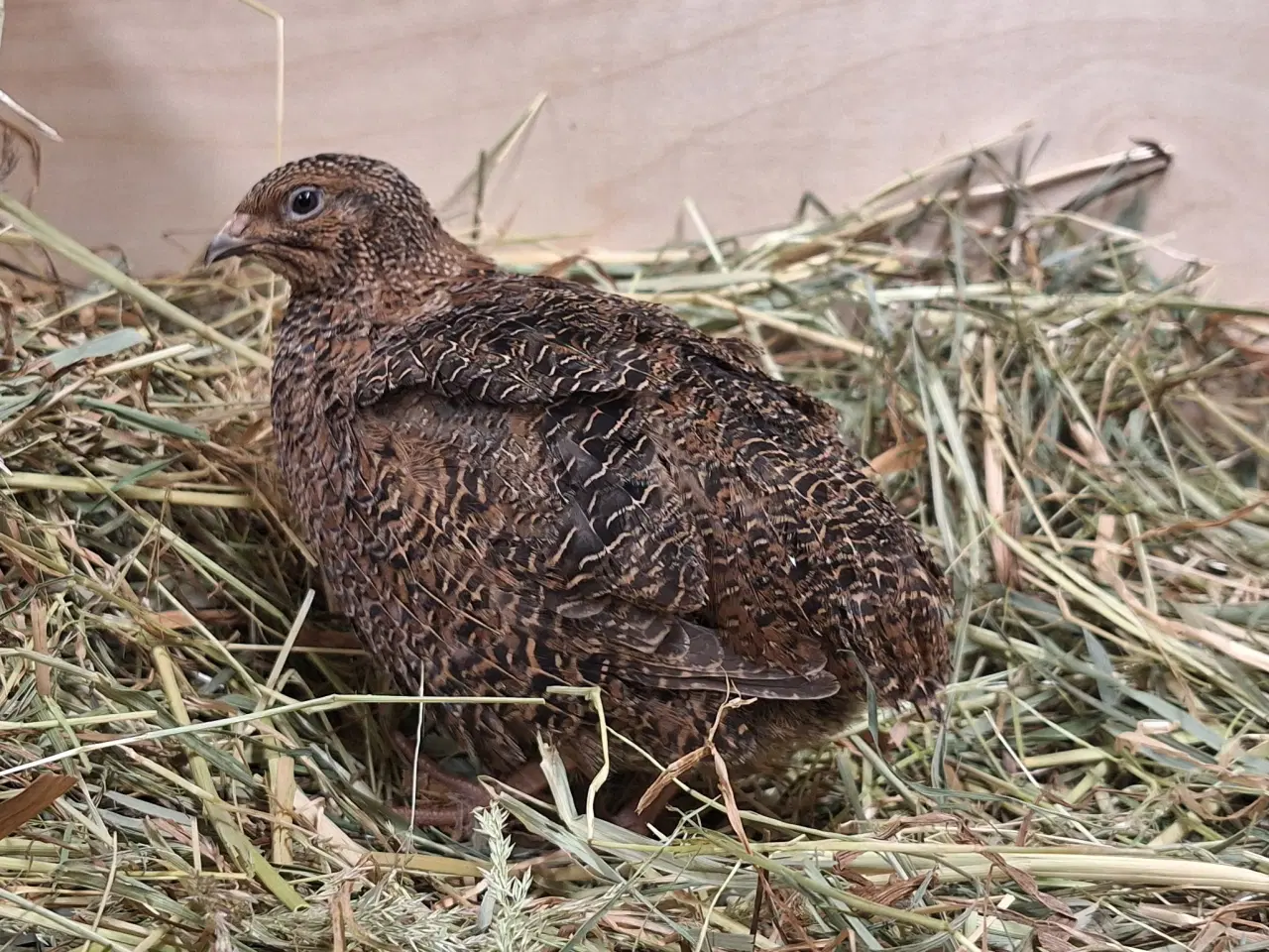 Billede 3 - Store flotte Jumbo Vagtler 