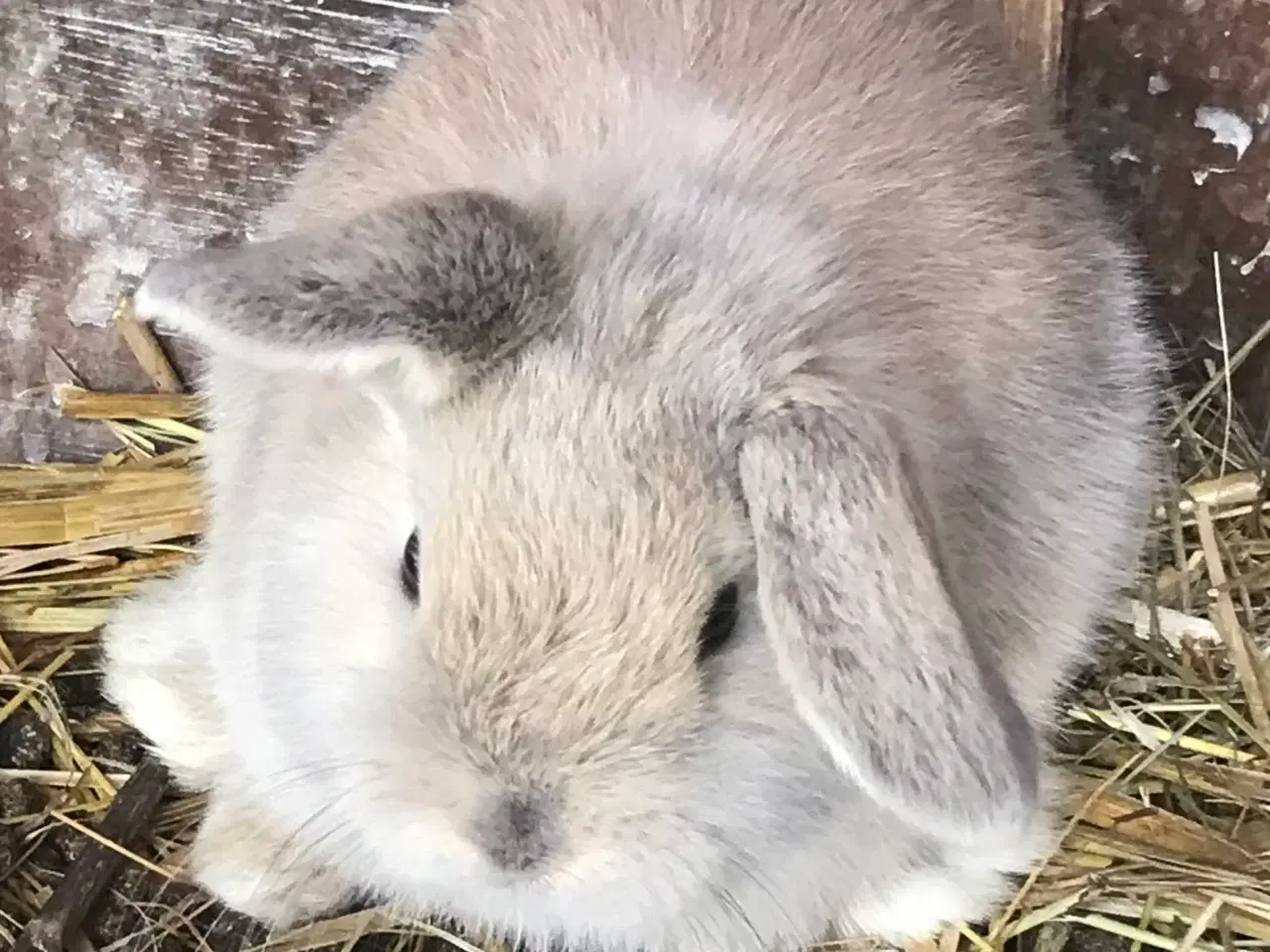 Billede 1 - Mini loop babyer