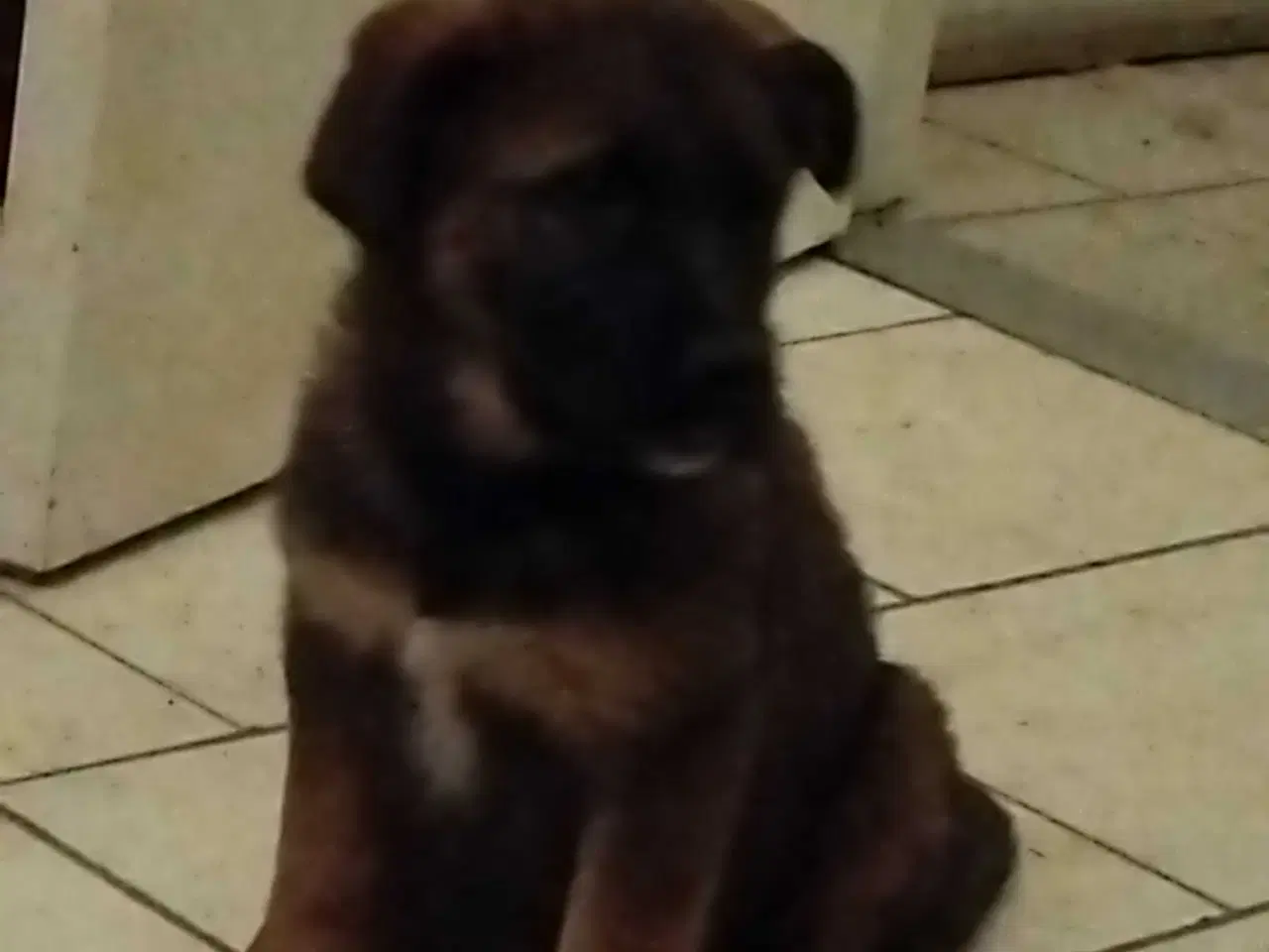 Billede 6 - Mor sankt Bernhard og far schæfer 