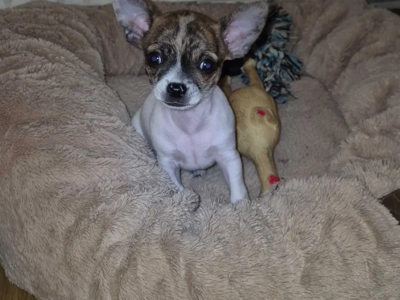 Billede 1 - Små chihuahua