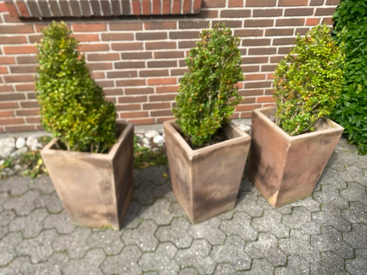 Billede 1 - 3 buksboom i krukker