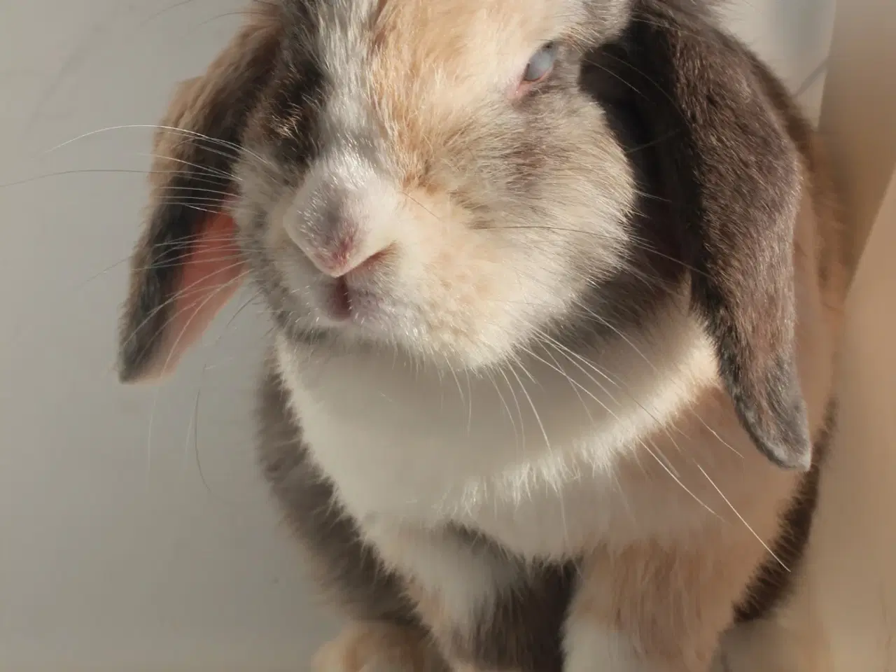 Billede 1 - Dværgvædder/Mini lop hunkanin