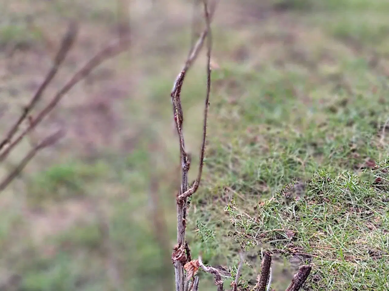 Billede 6 - Stor solbær busk 