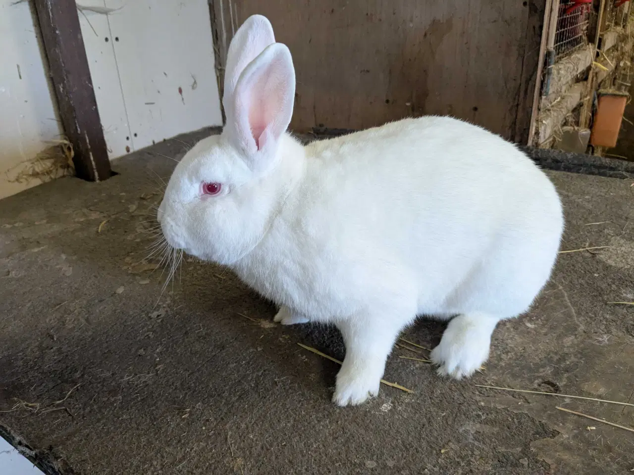 Billede 1 - hvid land han kanin