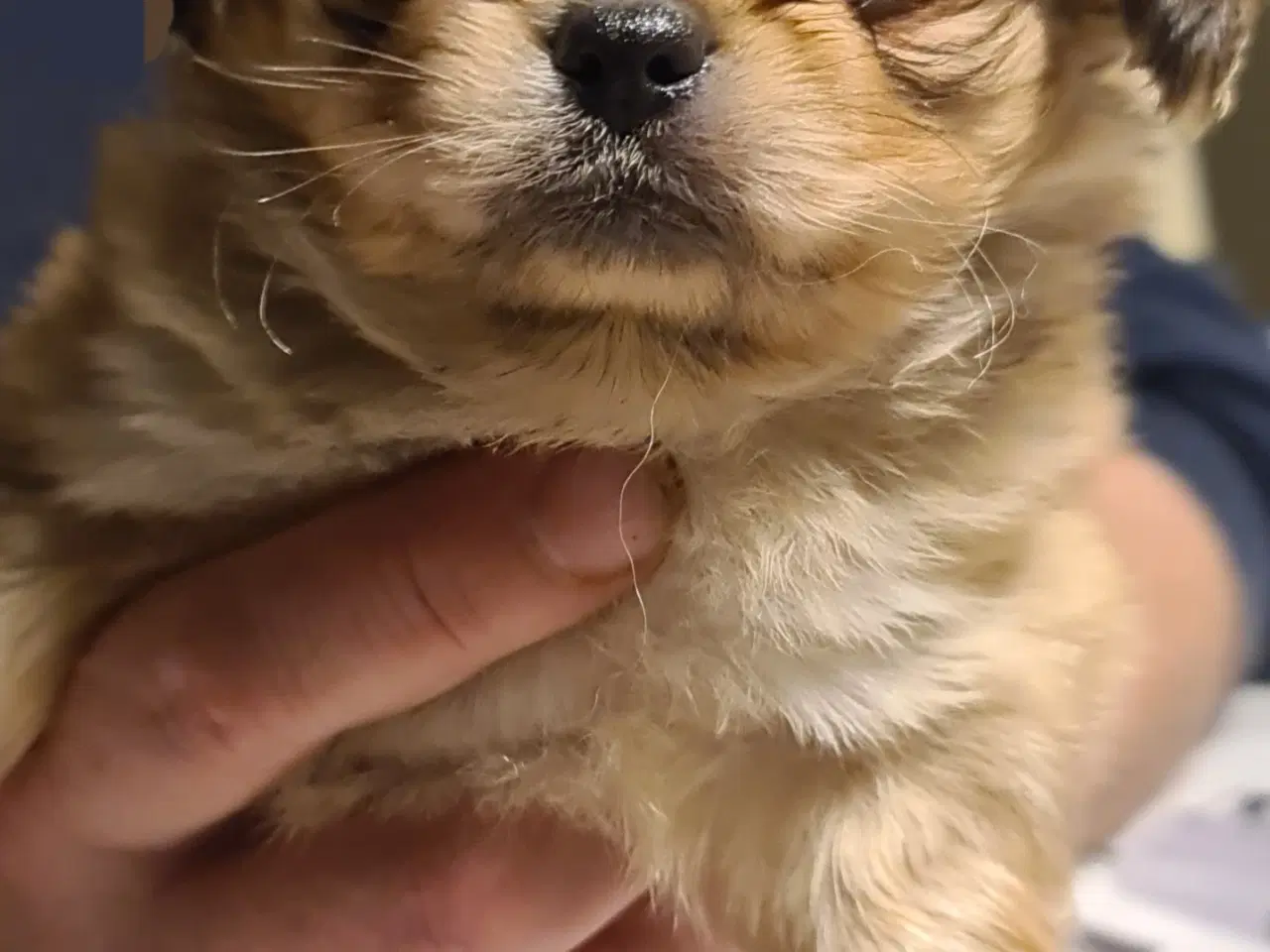 Billede 6 - Chihuahua/pekingeser blanding 