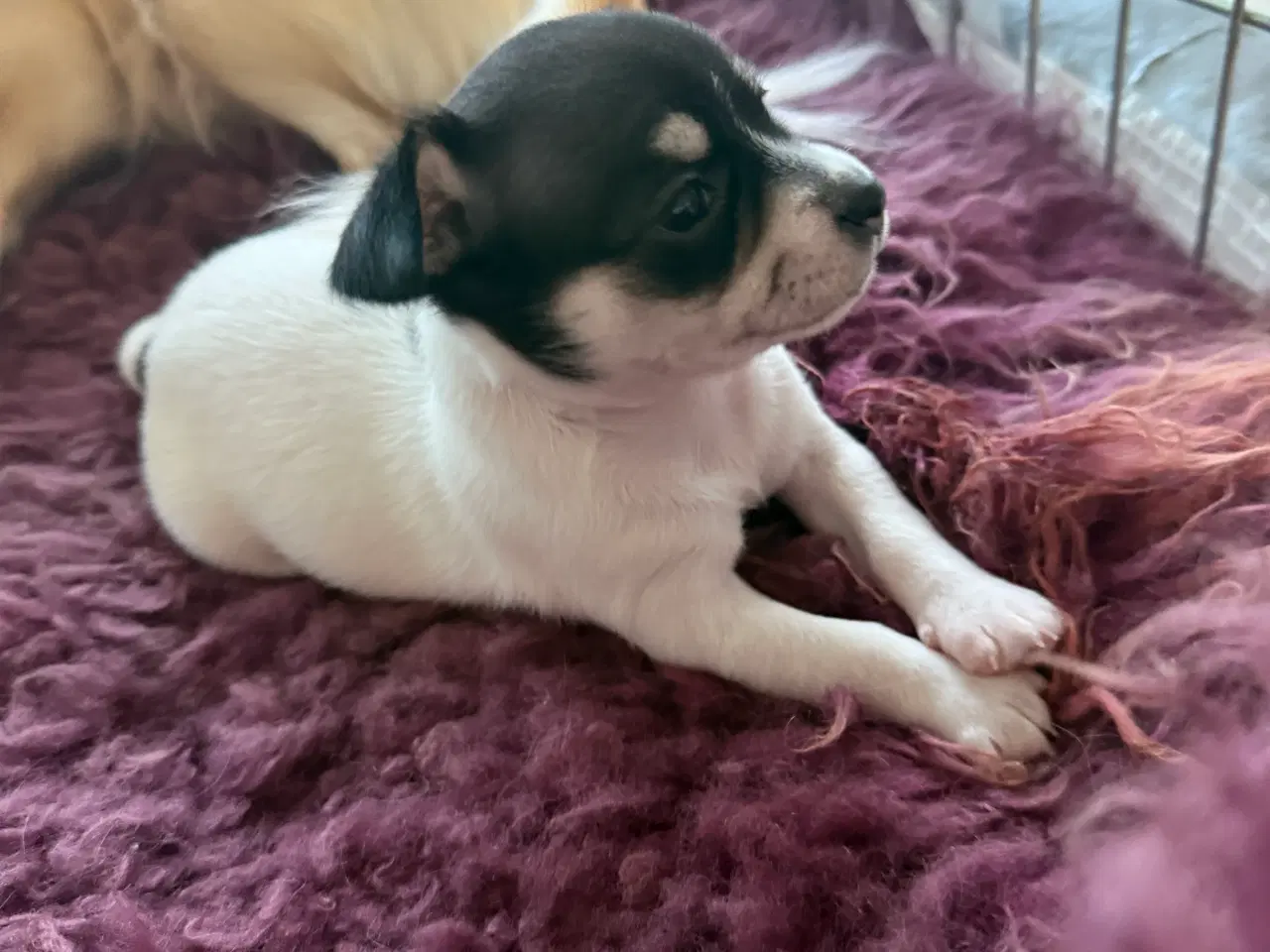 Billede 10 - Mini Chihuahua