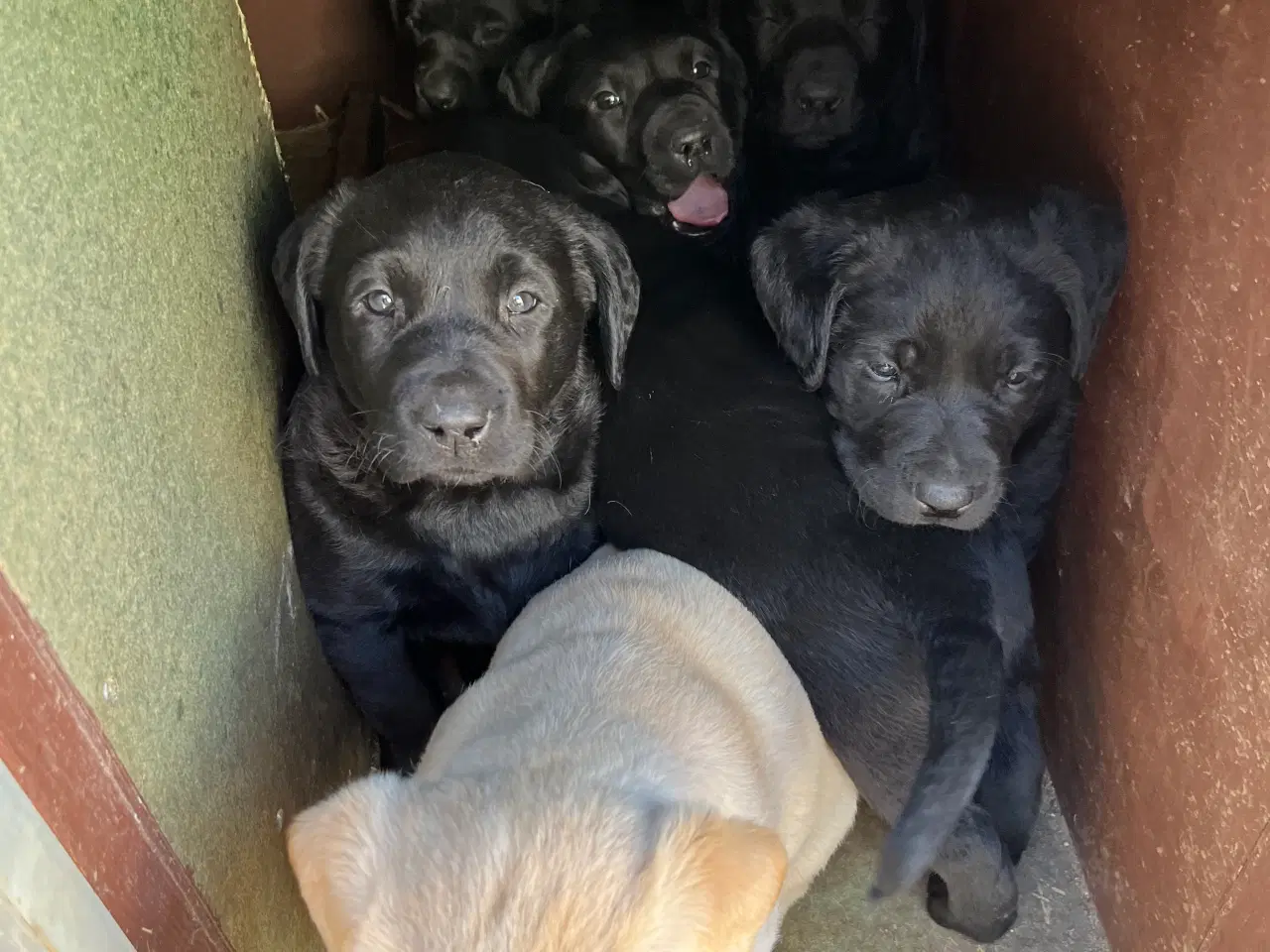 Billede 2 - Labrador hvalpe med stamtavle