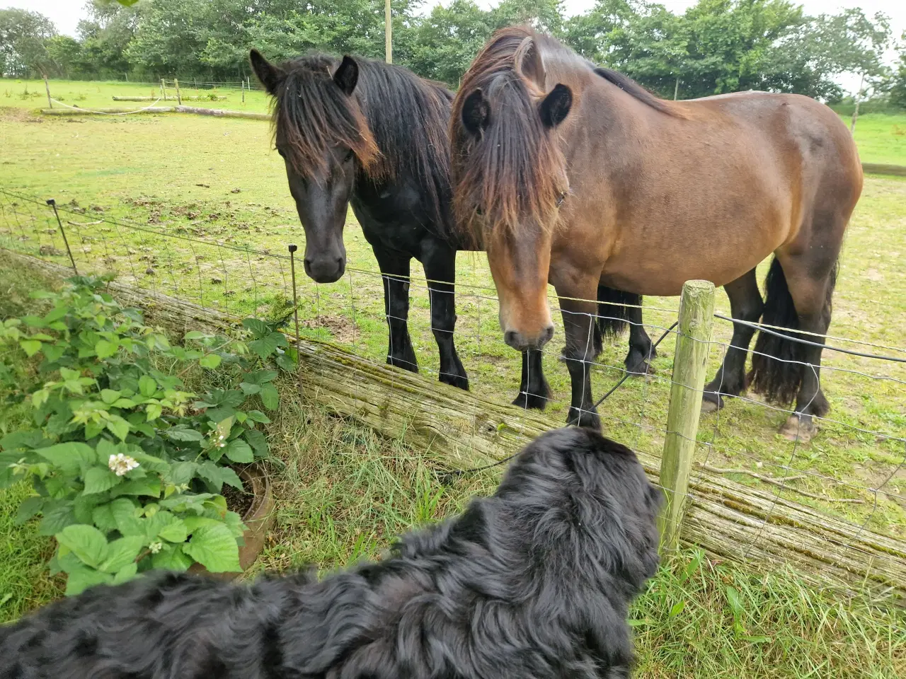 Billede 3 - Fell pony hingst