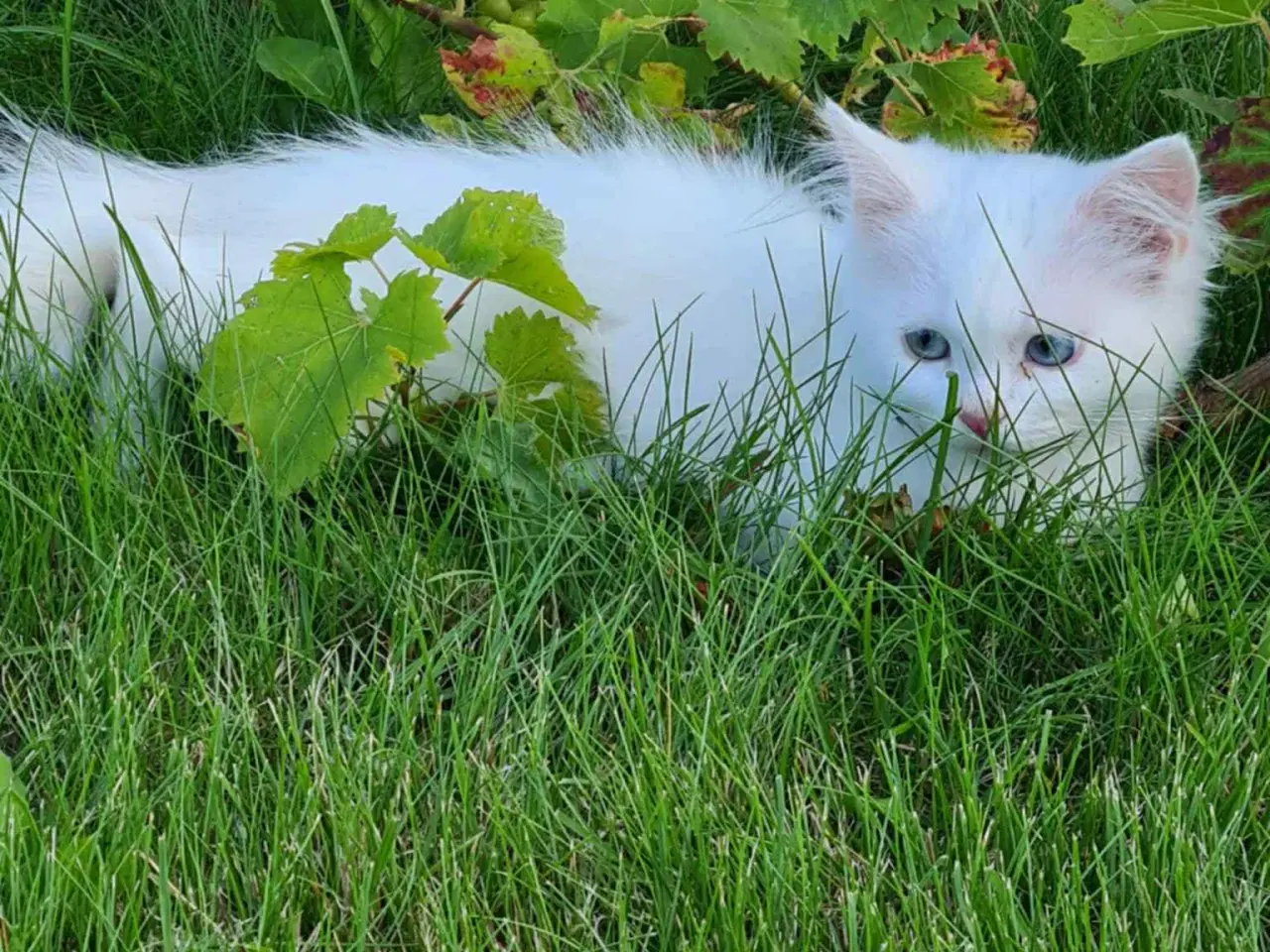 Billede 4 - Ragdoll blanding 
