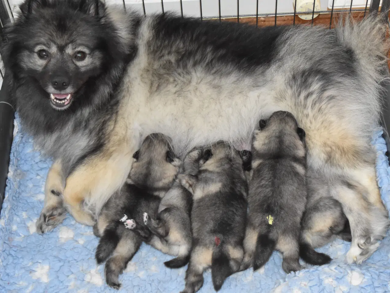 Billede 4 - Keeshond hvalpe