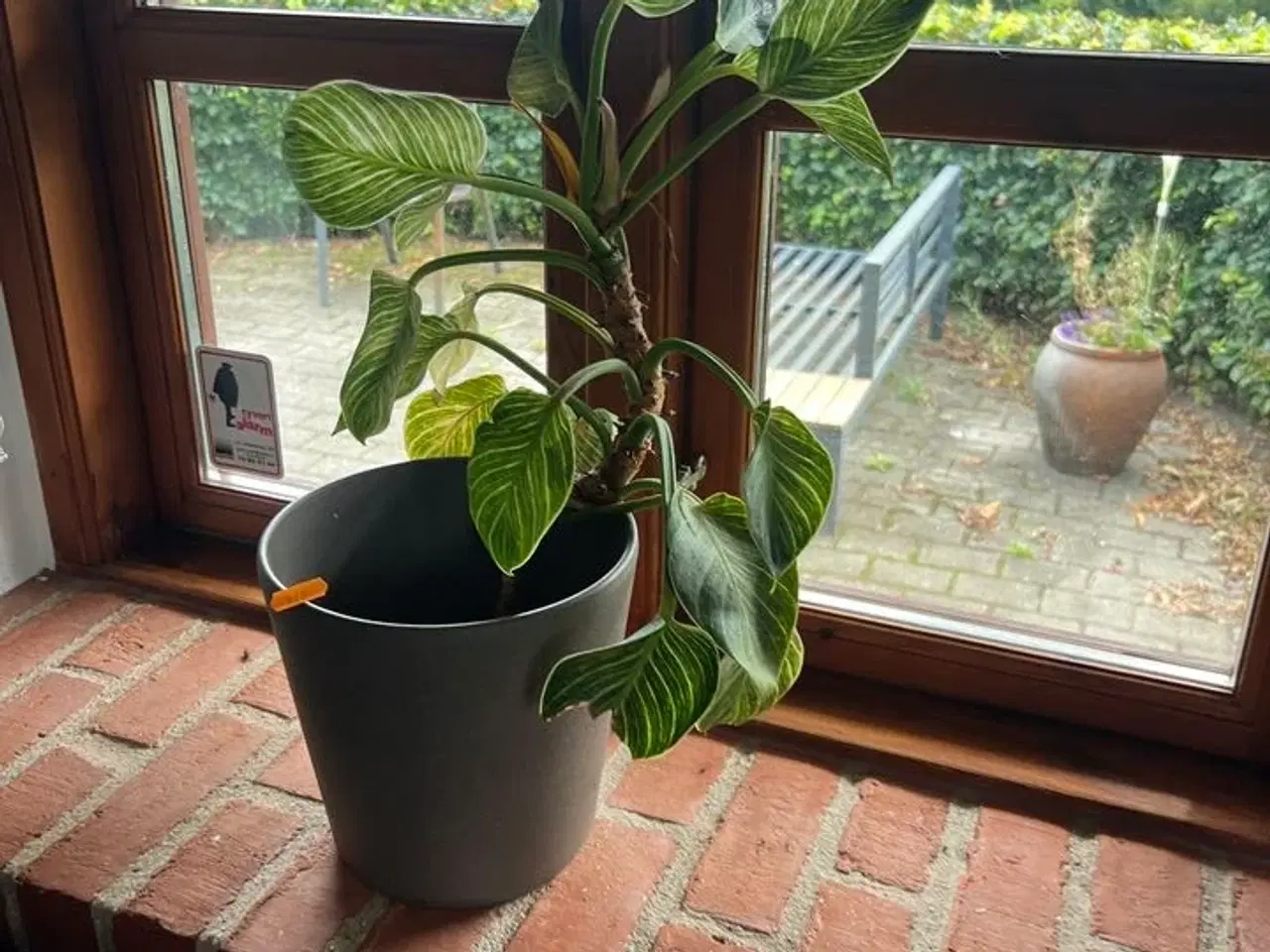Billede 2 - Div. planter (se billeder)