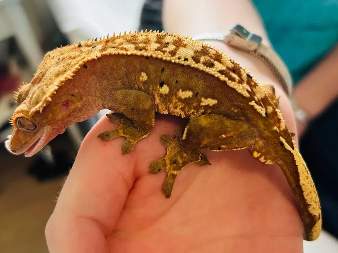 Billede 1 - Kronegekko incl terrarie