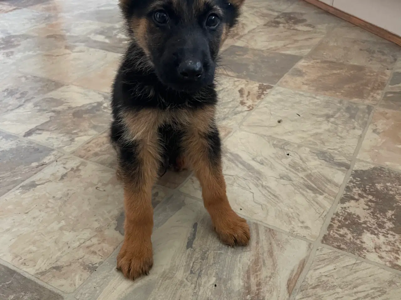 Billede 3 - Schæfer hvalpe