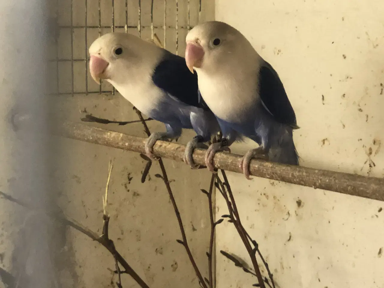 Billede 1 - Dværgpapegøjer