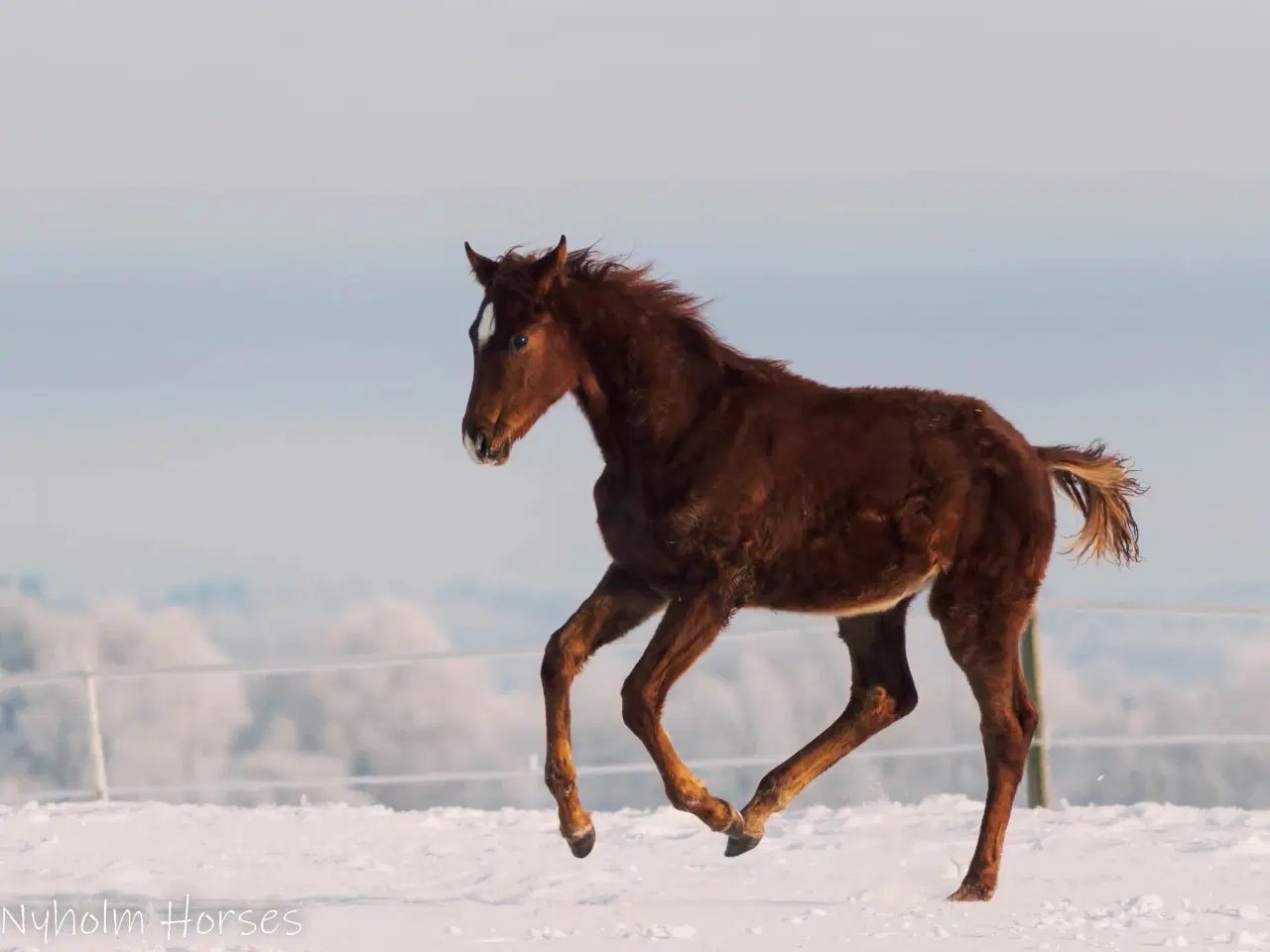 Billede 2 - Skønt Donkey Boy hingsteføl
