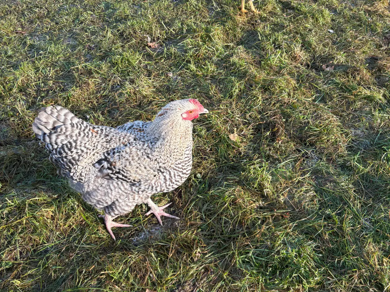 Billede 2 - Flotte hanner