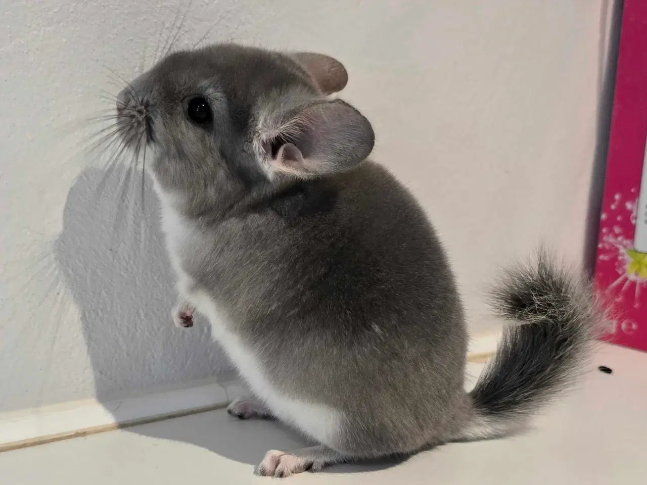 Billede 7 - Chinchilla unge
