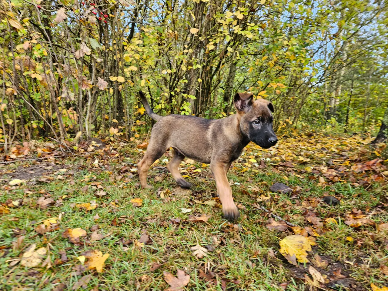 Billede 9 - Belgisk Malinois hvalpe til salg 