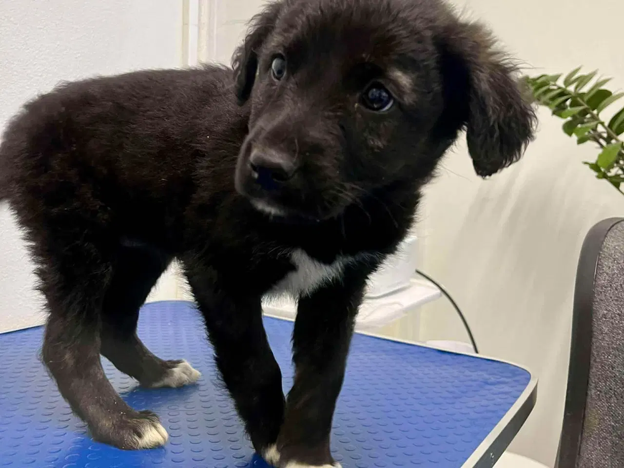 Billede 1 - Sødeste Zia leder efter sin helt egen familie 💝