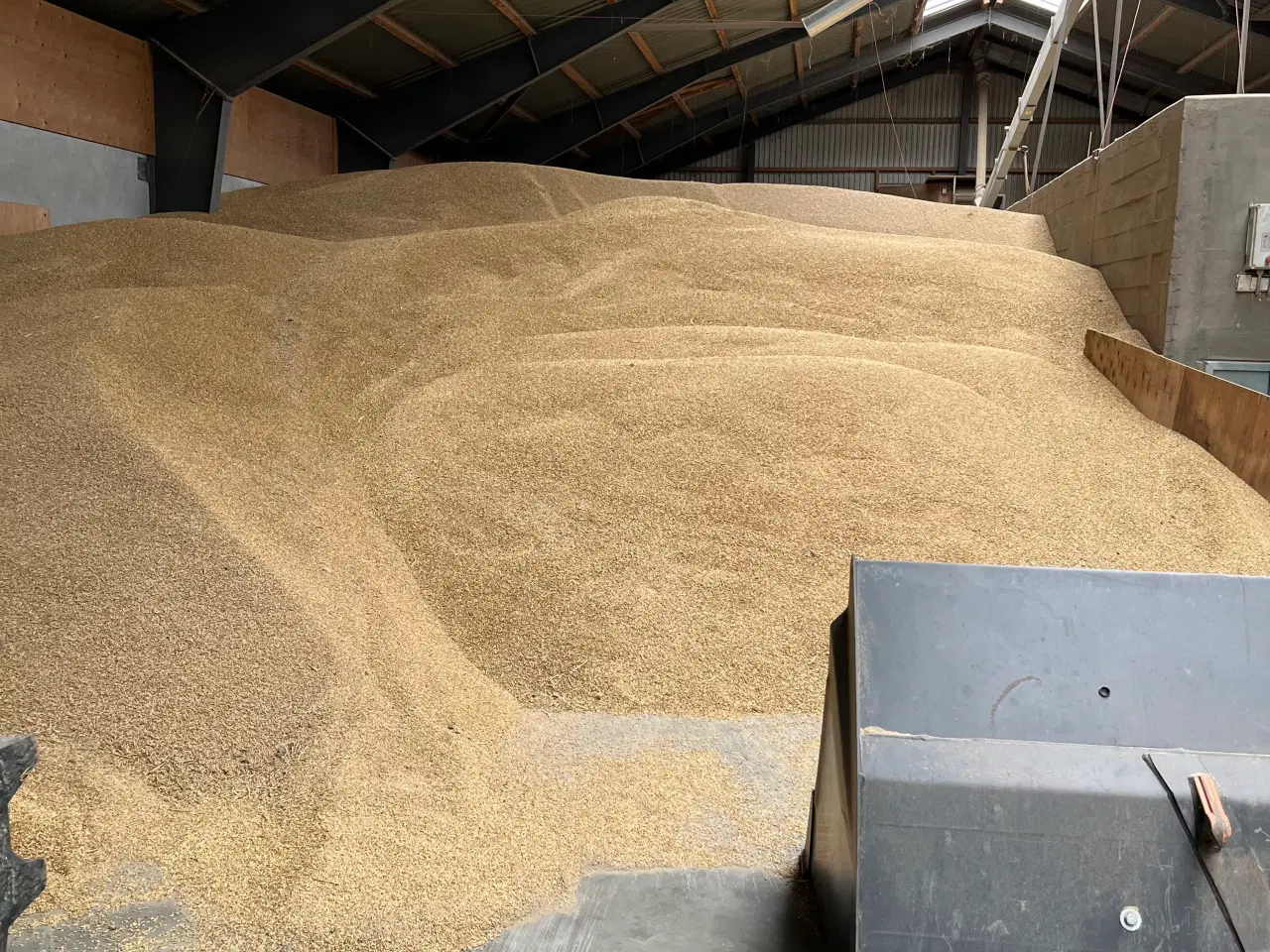 Billede 2 - Foder korn byg, hvede og havre