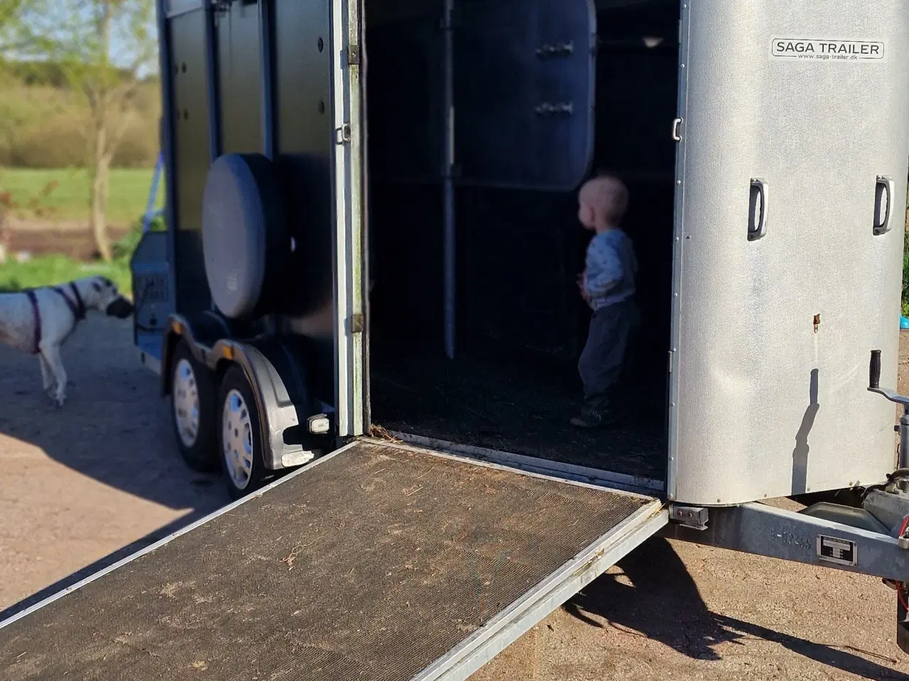 Billede 9 -  Stor Ifor Williams Hestetrailer m/ frontudgang