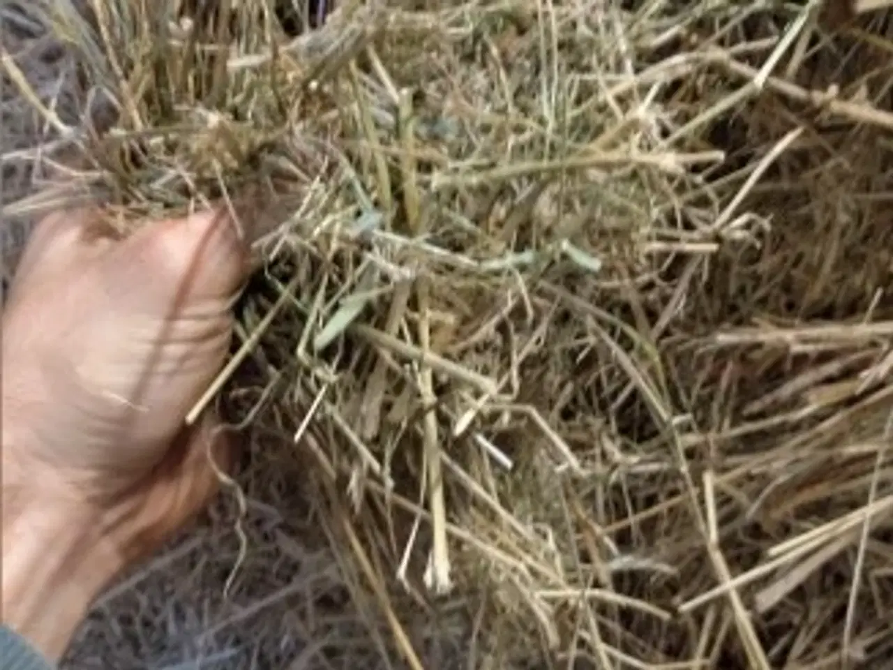 Billede 2 - Kvalitet's hø til din hest. 🐎🐎 Med Analyse