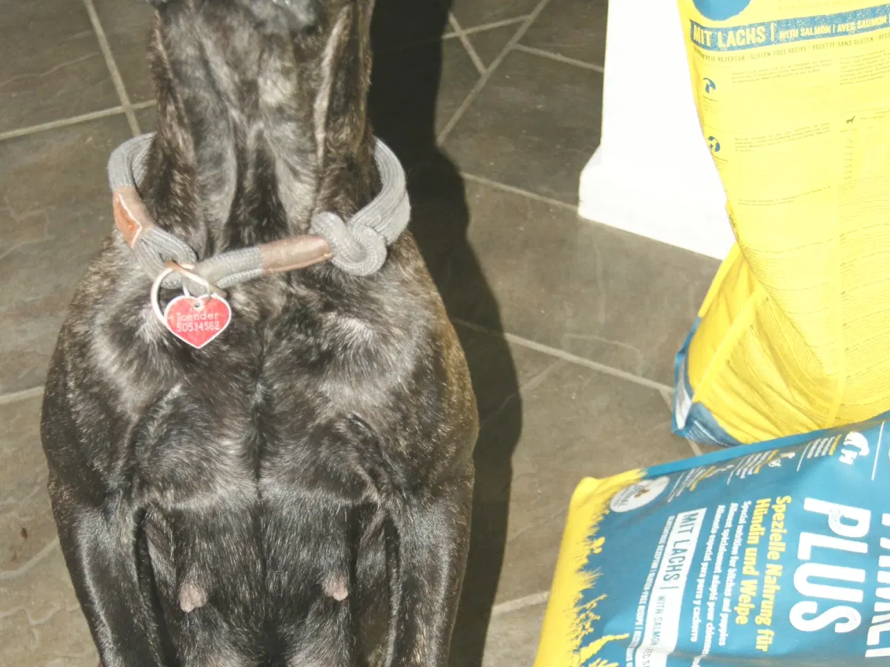 Billede 7 - Cane Corso blandings Hvalpe. d 31.08.25. 3 retur. 