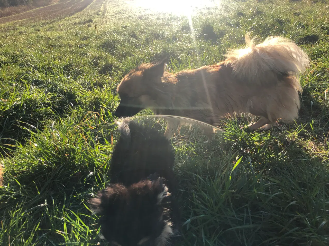 Billede 6 - Russisk toy blanding