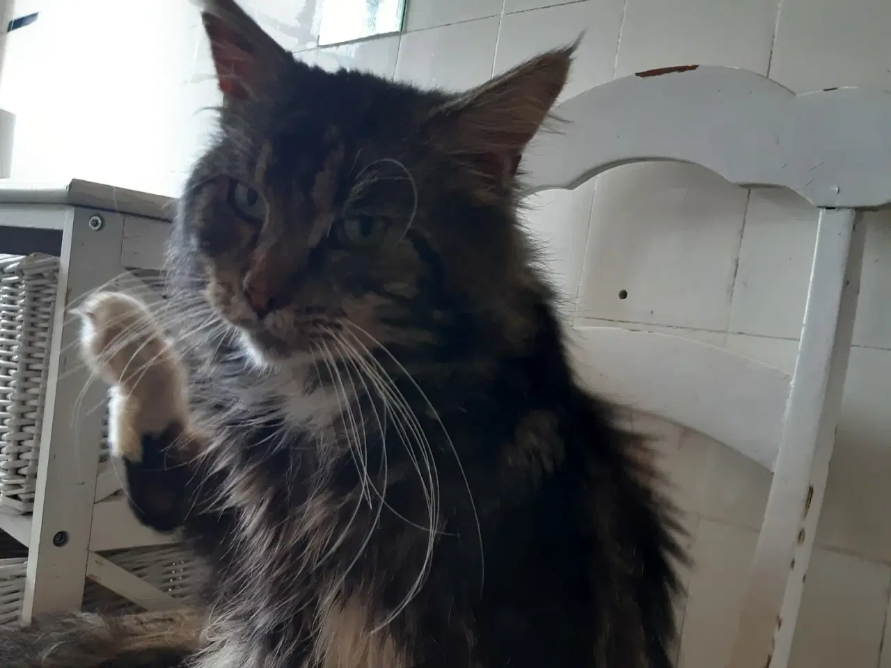 Billede 10 - Maine Coon killinger, klar 17 juni