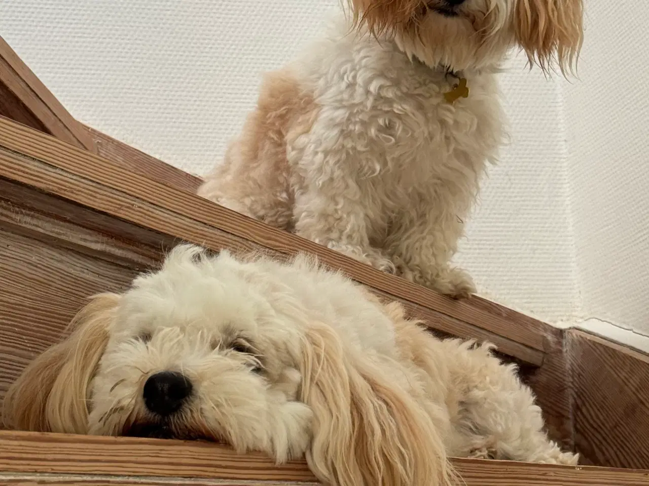 Billede 7 - 3 hanhunde 6 uger