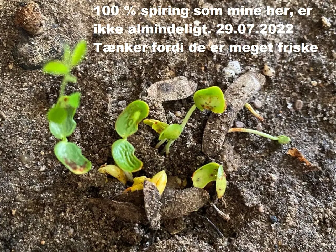 Billede 13 - Ca. 100 Eboni/Ibenholt frø (Dalbergia Melanoxylon)