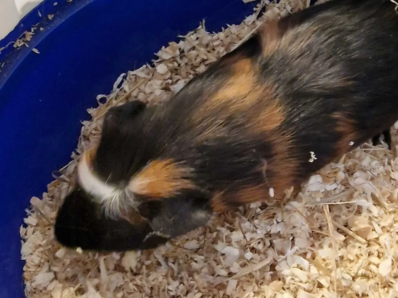 Billede 1 - Marsvine unger 