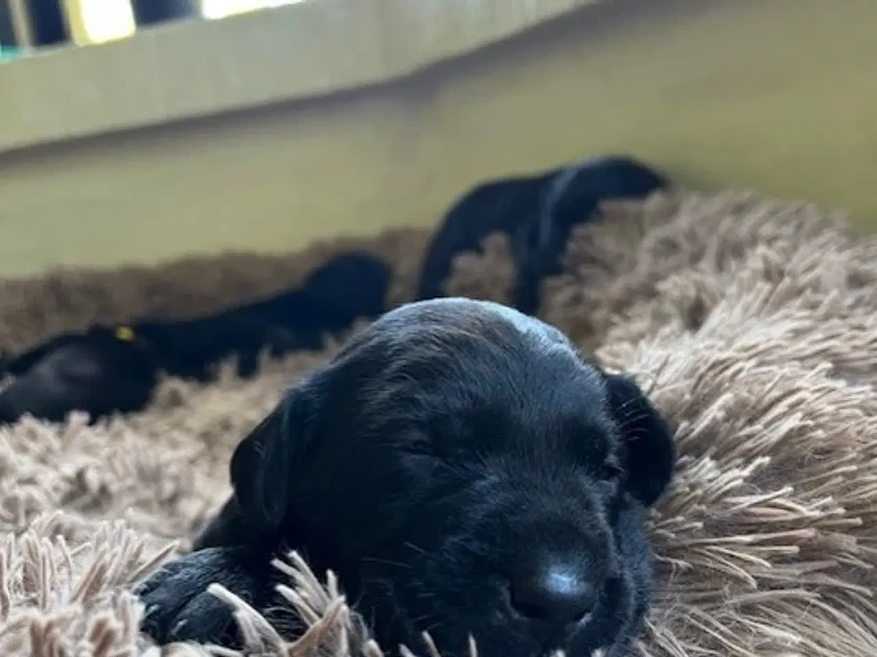 Billede 2 - Labrador hundehvalpe F1