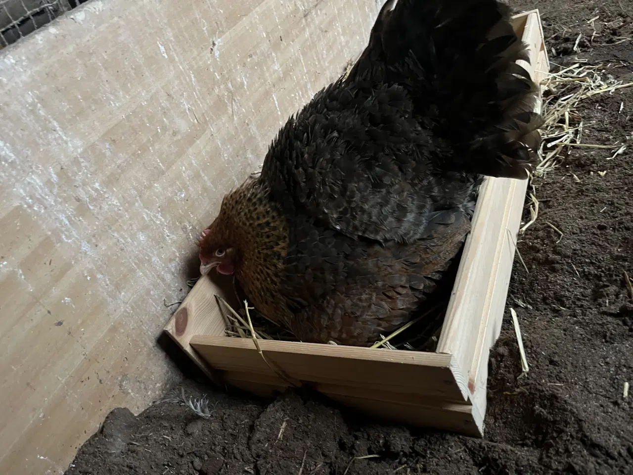 Billede 2 - Skrukhøne med kyllinger