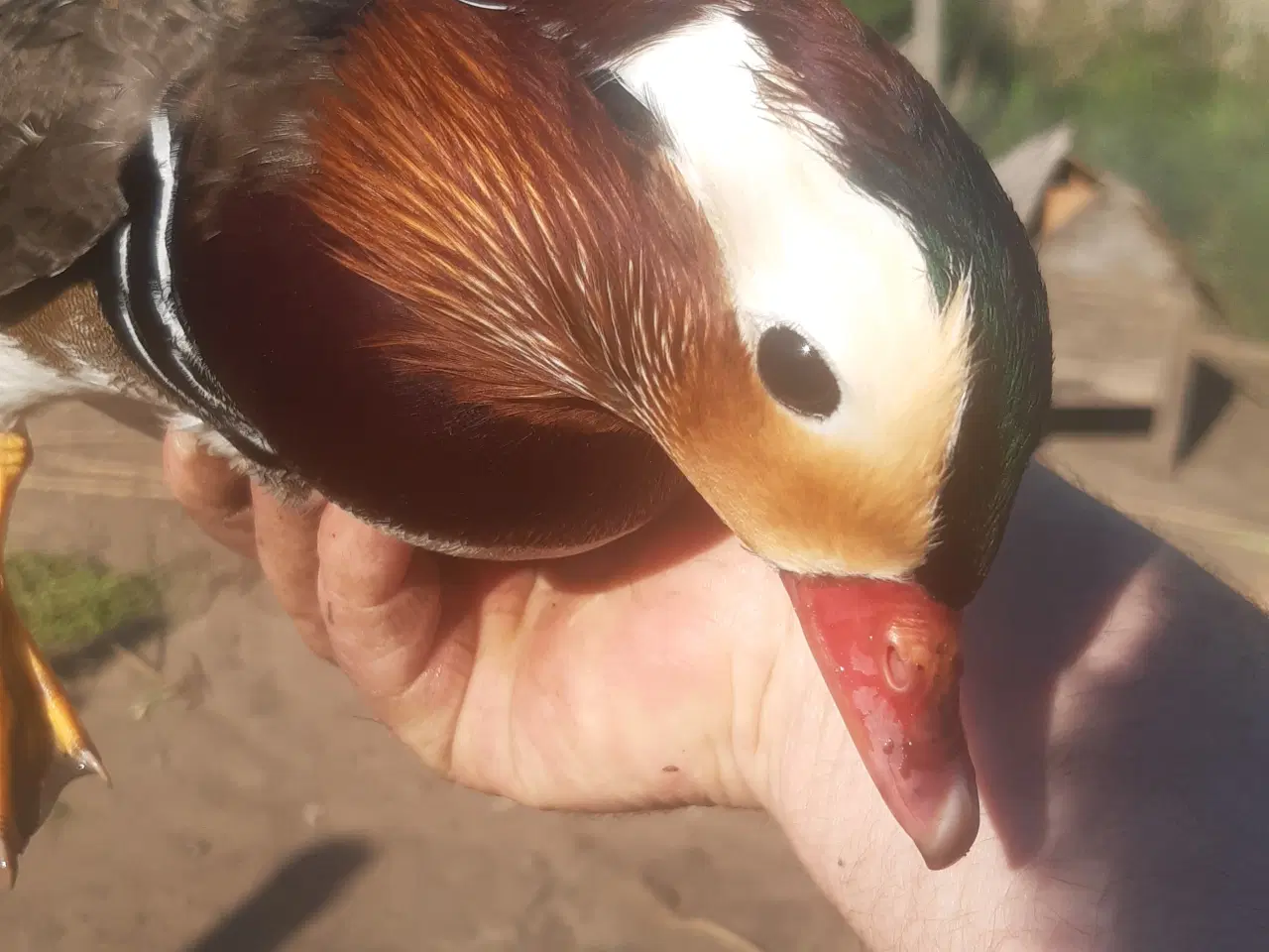 Billede 2 - 1,1 mandarinænder fra 2025