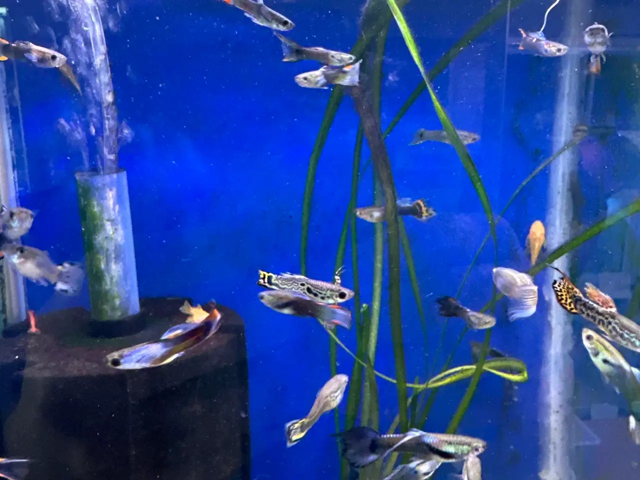 Billede 2 - Mixed Guppy 