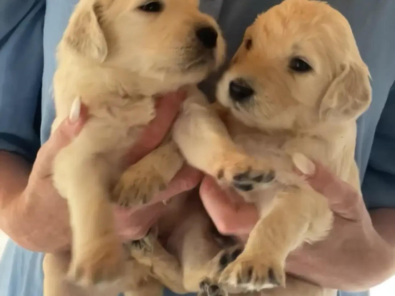 Billede 2 - Goldendoodles hvalpe 