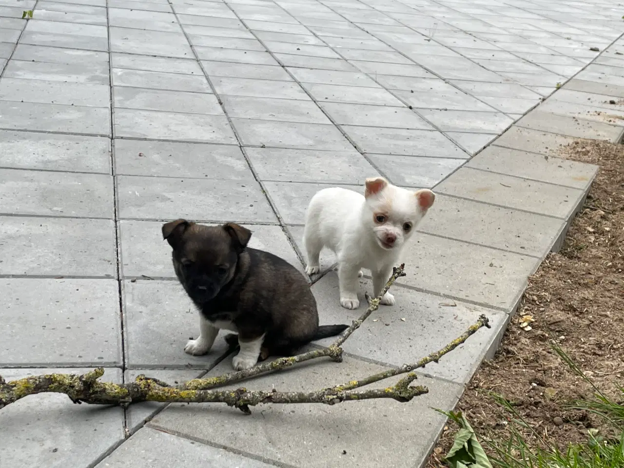 Billede 13 - Chihuahua hvalpe