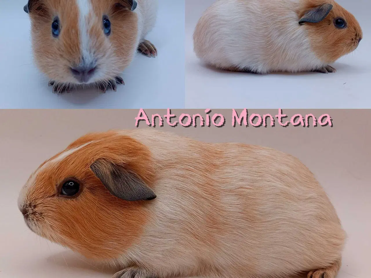 Billede 5 - DK Marinos opdræt