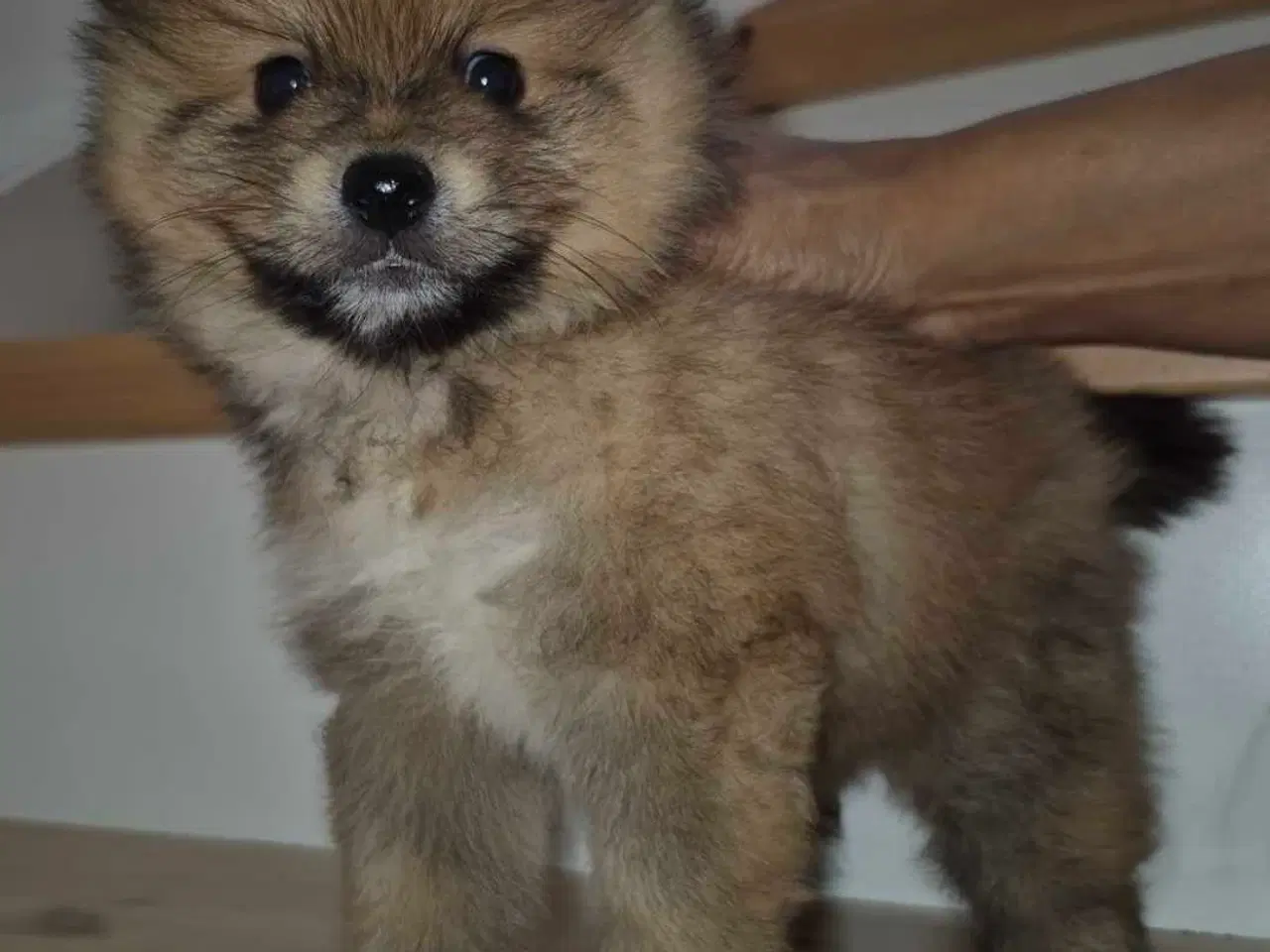Billede 3 - Pomeranian 