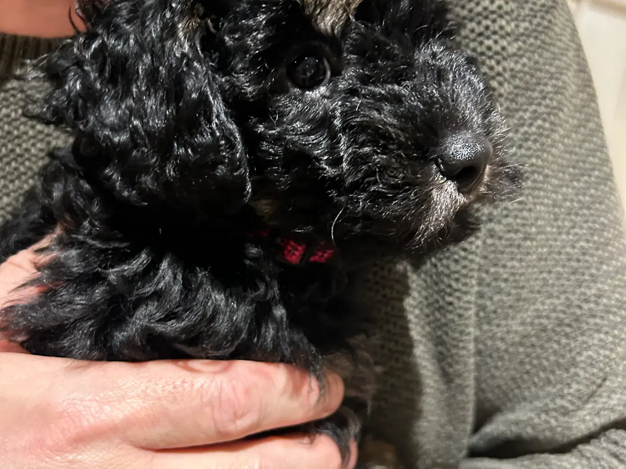 Billede 4 - ✨ Cavapoo F1b hvalp – klar til julehygge 🎁🐾