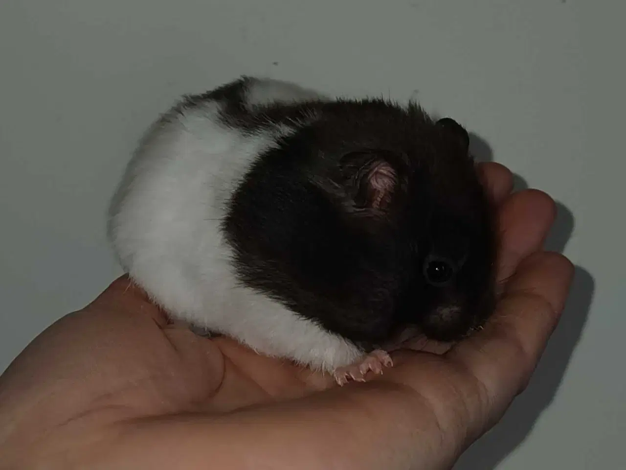 Billede 10 - Guldhamster unger