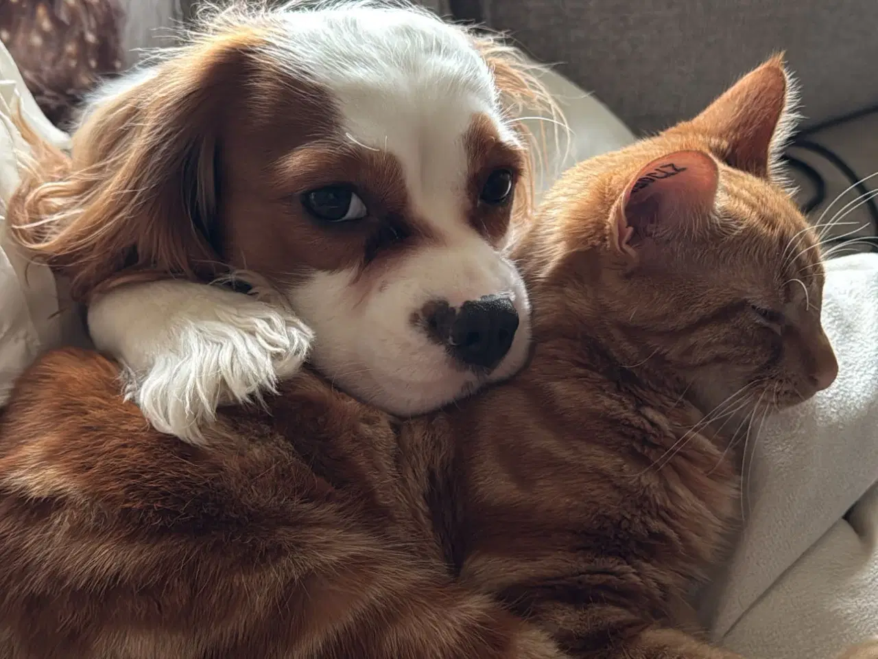 Billede 8 - Sød hunkat søger nyt hjem 